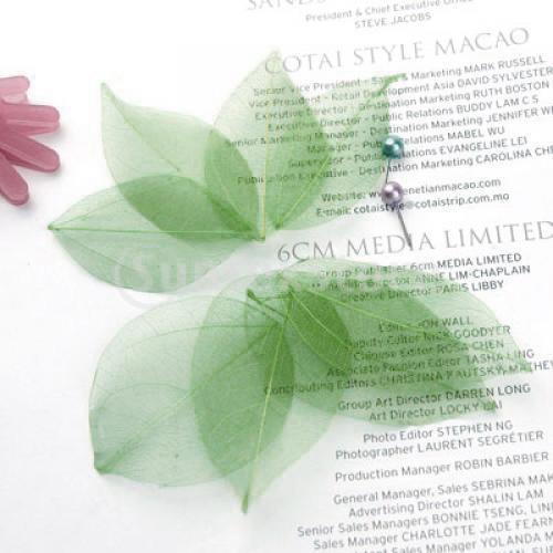 Natural Catbrier Skeleton Leav - Craft Embellishment recensione e prezzo