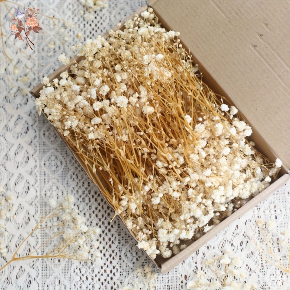 100pcs Mini Dried Baby's Breat - Embellish Craft recensione e prezzo